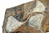 Three Fossil Ginkgo Leaves From North Dakota - Paleocene #238845-4